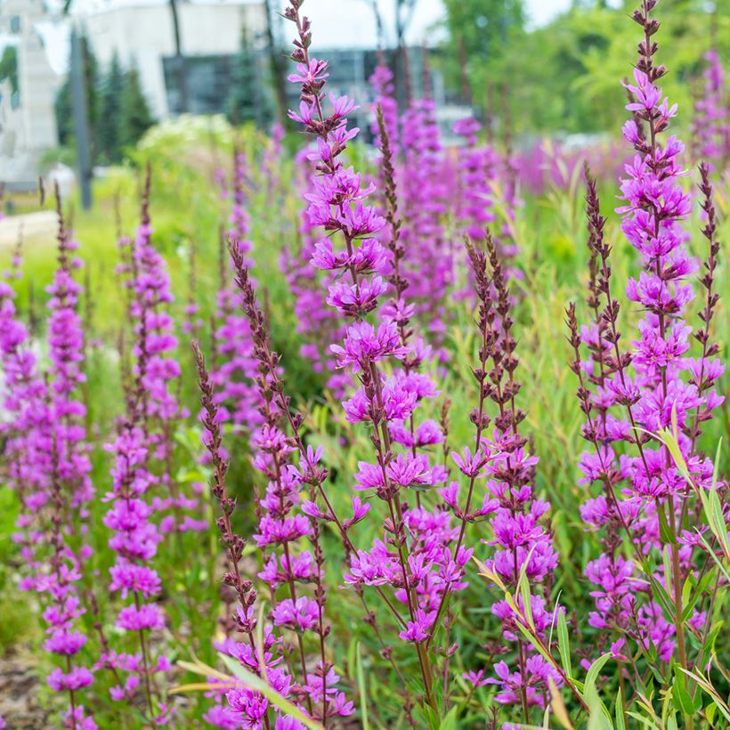 Ruten-Weiderich Dropmore Purple - Lythrum virgatum (Plant habit)