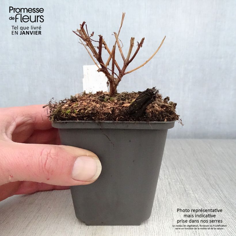 Exemplar von Ruten-Weiderich Dropmore Purple - Lythrum virgatum Kleine Töpfe von 8/9 cm wie im Winter geliefert