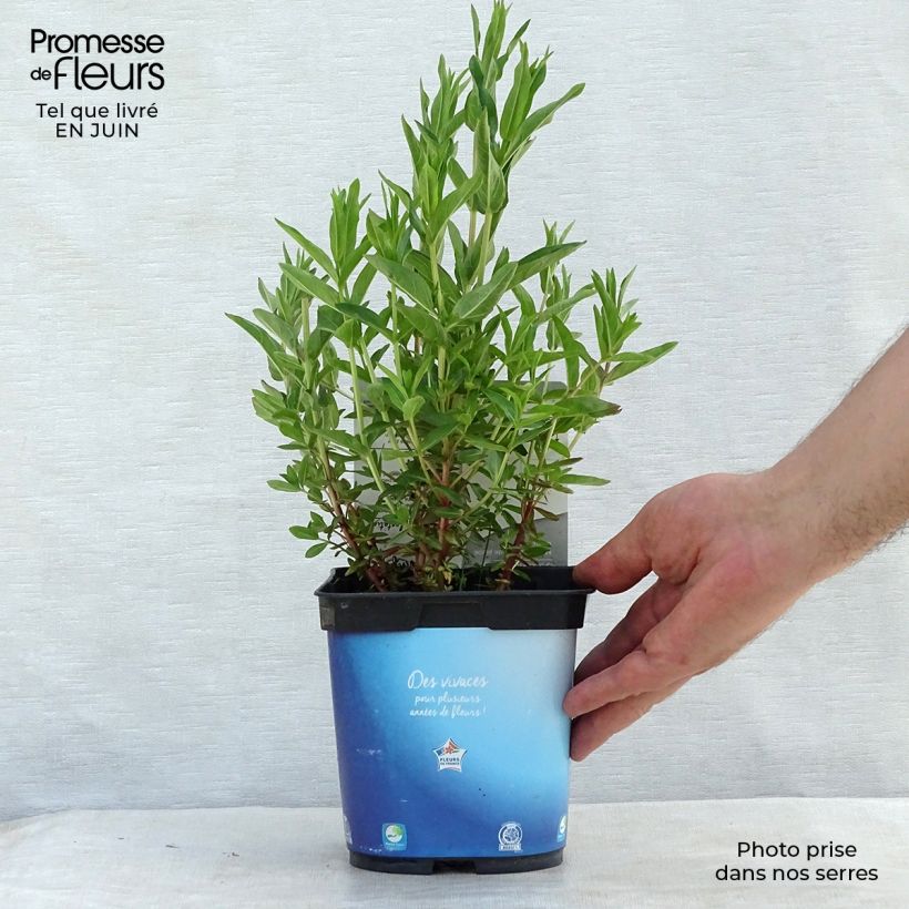 Example of Ruten-Weiderich Dropmore Purple - Lythrum virgatum Topf mit 2L/3L as you get in ete