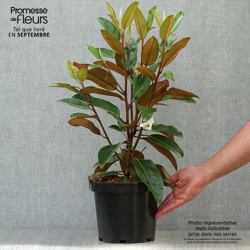 Example of Magnolia grandiflora Alta - Immergrüne Magnolie Topf mit 4L/5L as you get in automne