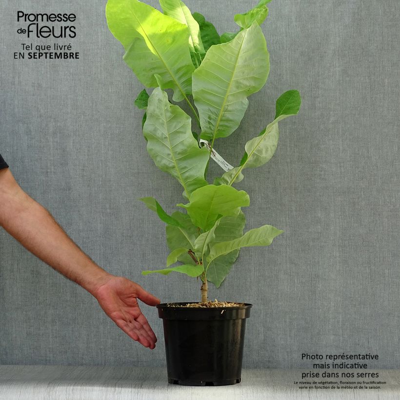 Example of Magnolia macrophylla subsp. ashei - Ashe Magnolie Topf mit 4L/5L as you get in automne