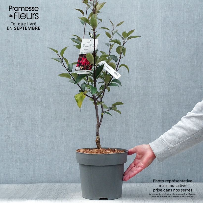 Example of Zierapfel Dark Rosaleen - Malus Topf mit 6L/7L as you get in automne