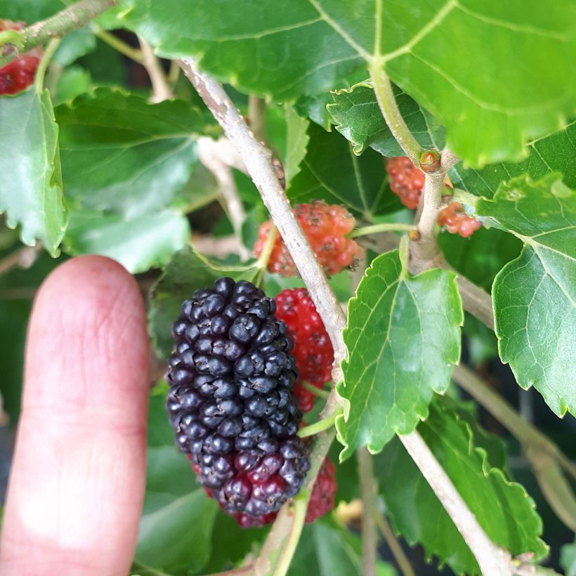 Weißer Maulbeerbaum Milanowek - Morus alba (Harvest)