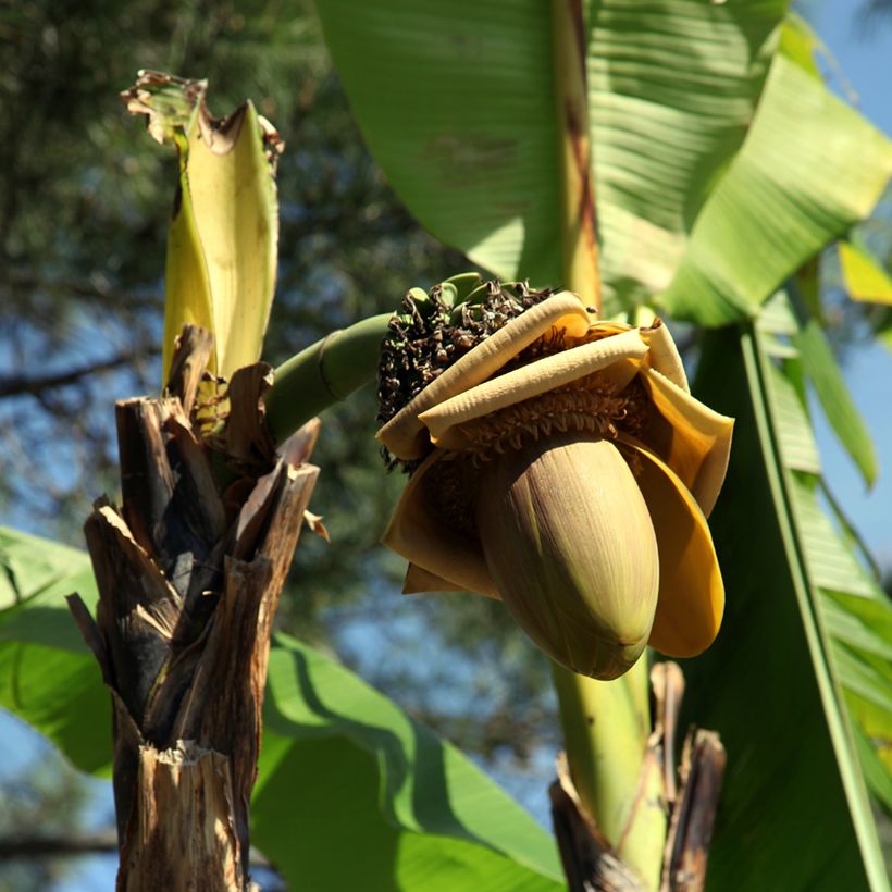 Musa (x) paradisiaca Dwarf Orinoco - Dessertbanane (Flowering)