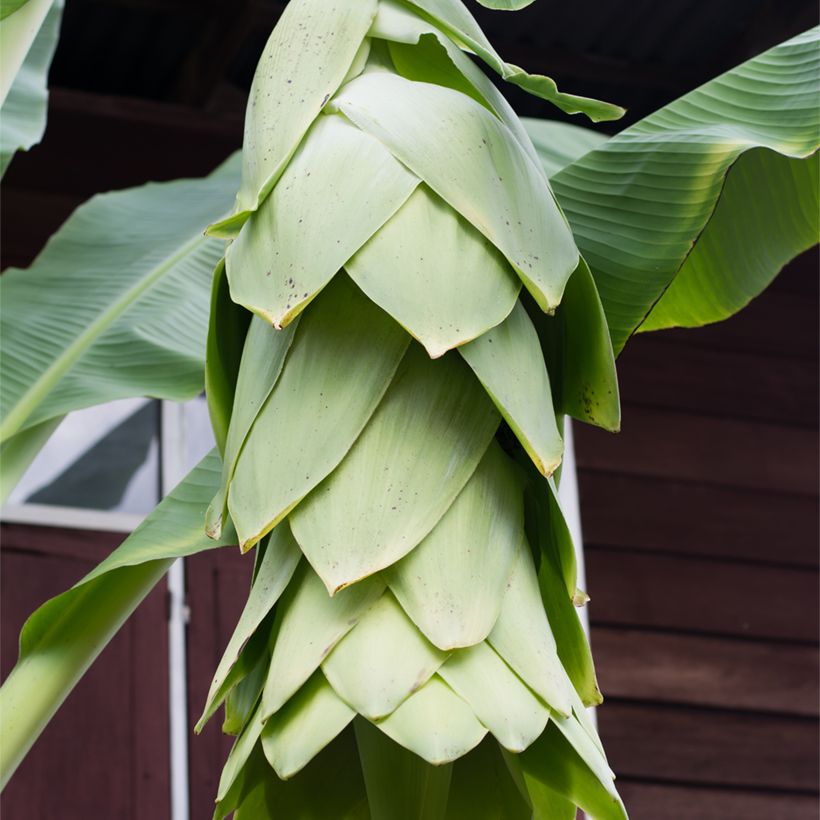 Ensete glaucum - Schneebanane (Flowering)