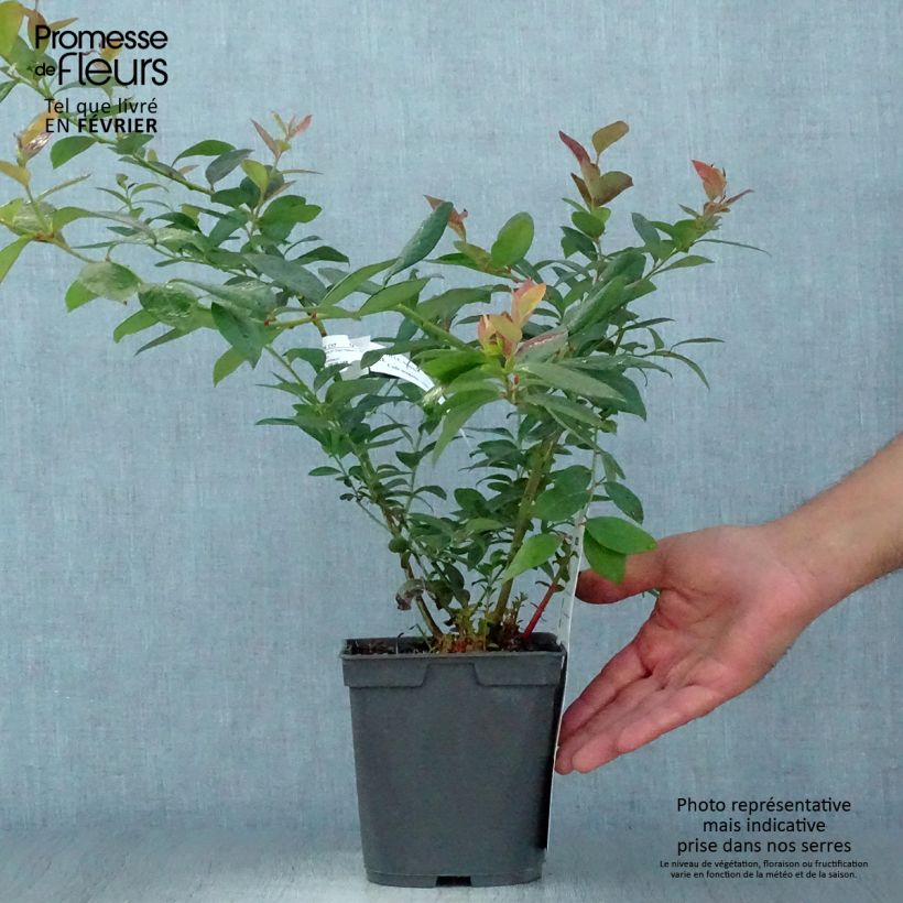 Example of Amerikanische Blaubeere Atlantic - Vaccinium corymbosum Topf mit 1,5L/2L as you get in automne