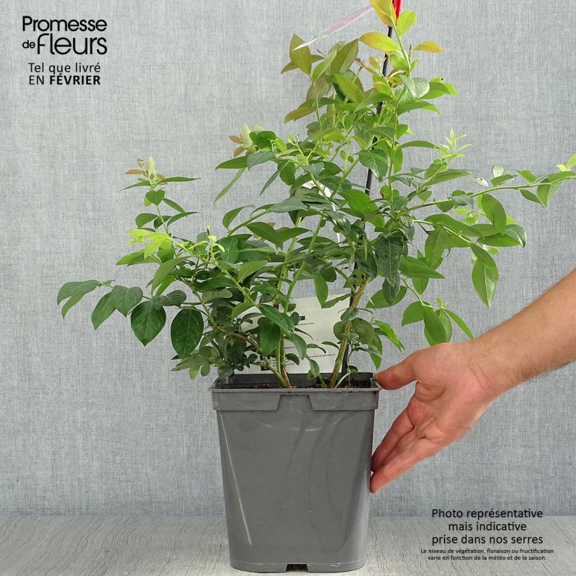 Example of Amerikanische Blaubeere Atlantic - Vaccinium corymbosum Topf mit 4L/5L as you get in automne