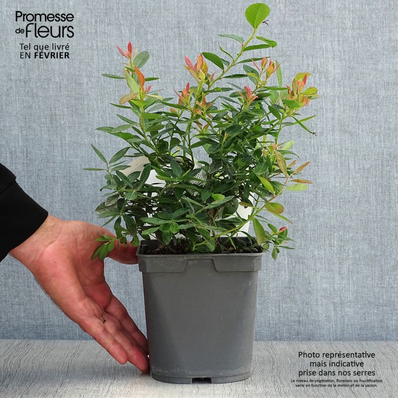 Example of Amerikanische Blaubeere Blue pearl - Vaccinium corymbosum Topf mit 2L/3L as you get in automne
