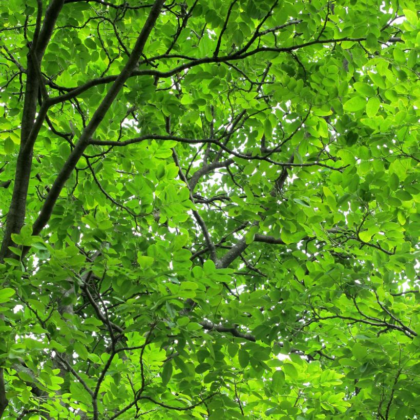 Maackia amurensis - Amur-Gelbholz (Foliage)