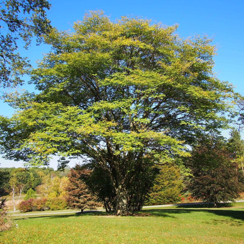 Maackia amurensis - Amur-Gelbholz (Plant habit)