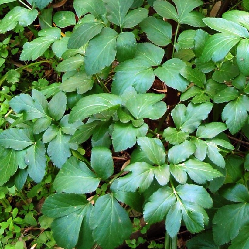Gespenst-Gelbdolde - Smyrnium olusatrum (Foliage)
