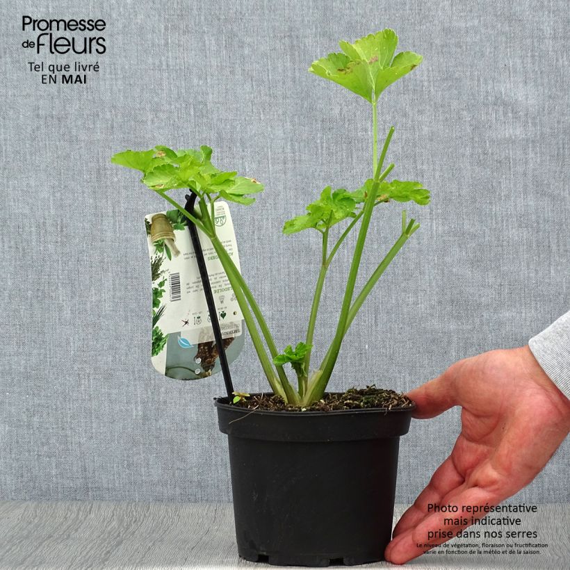 Example of Gespenst-Gelbdolde - Smyrnium olusatrum Topf mit 1,5L/2L as you get in printemps