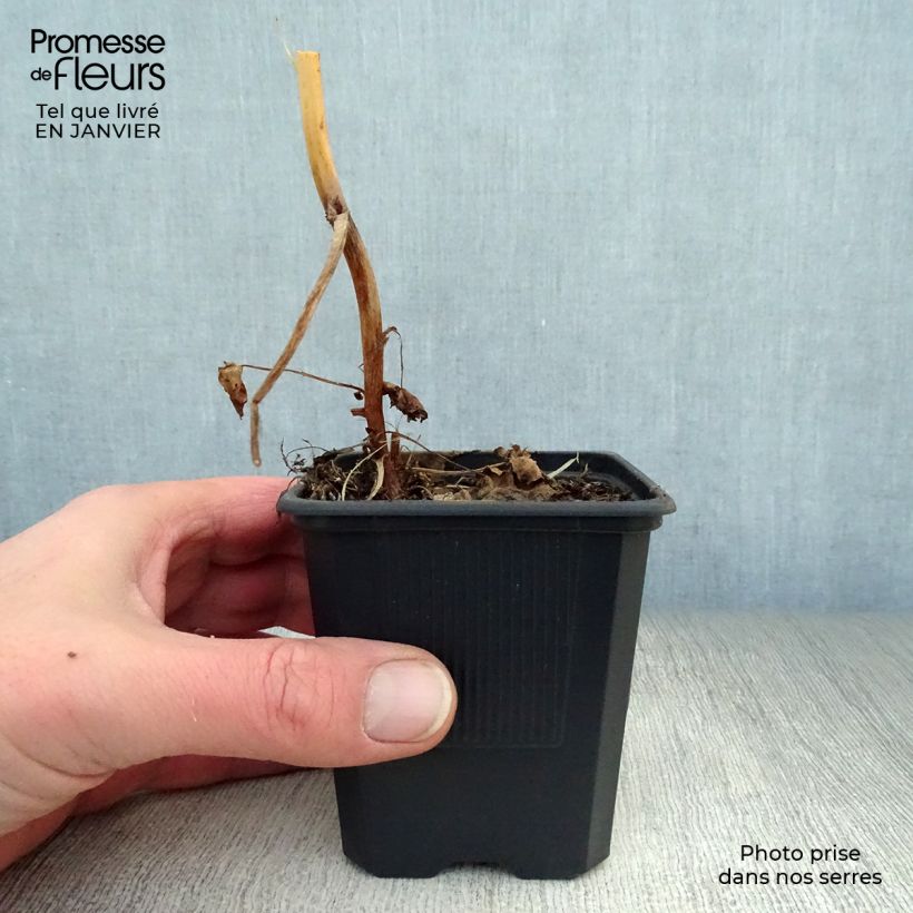 Exemplar von Macleaya cordata - Weißer Federmohn Kleine Töpfe von 8/9 cm wie im Winter geliefert