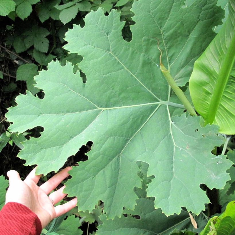 Macleaya cordata Flamingo - Weißer Federmohn (Foliage)