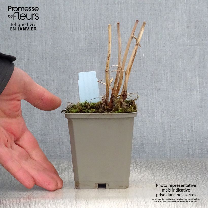 Exemplar von Macleaya microcarpa Kelway's Coral Plume - Roter Federmohn Kleine Töpfe von 8/9 cm wie im Winter geliefert