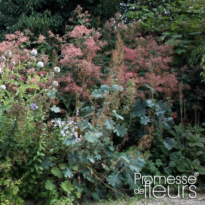 Macleaya microcarpa Spetchley Ruby - Roter Federmohn (Plant habit)