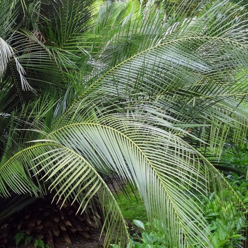 Macrozamia communis - Palmfarn (Foliage)