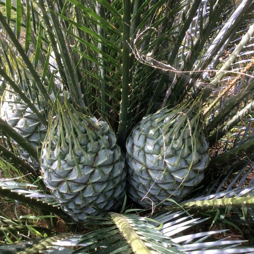 Macrozamia communis - Palmfarn (Flowering)