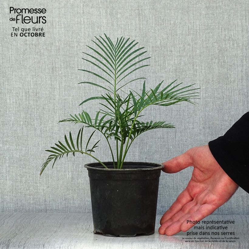 Example of Macrozamia communis - Palmfarn Topf 12 cm / 13 cm as you get in automne