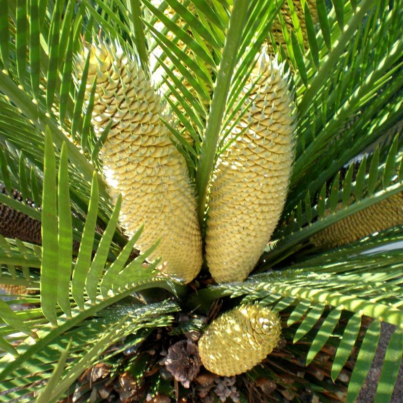 Macrozamia moorei - Palmfarn (Flowering)