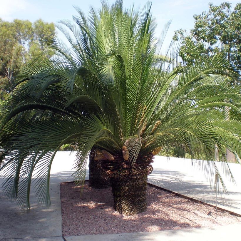 Macrozamia moorei - Palmfarn (Plant habit)