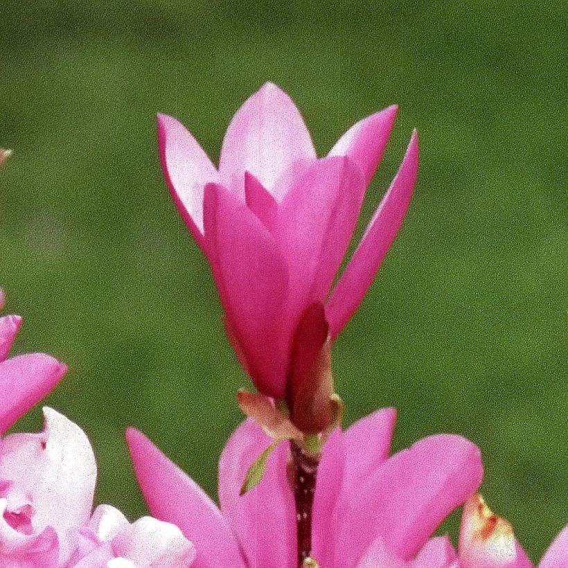 Magnolia Betty - Magnolie (Flowering)