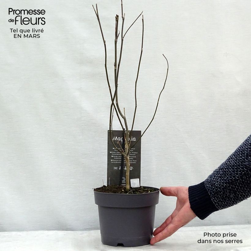 Exemplar von Magnolia Betty - Magnolie Topf mit 4L/5L wie im Winter geliefert