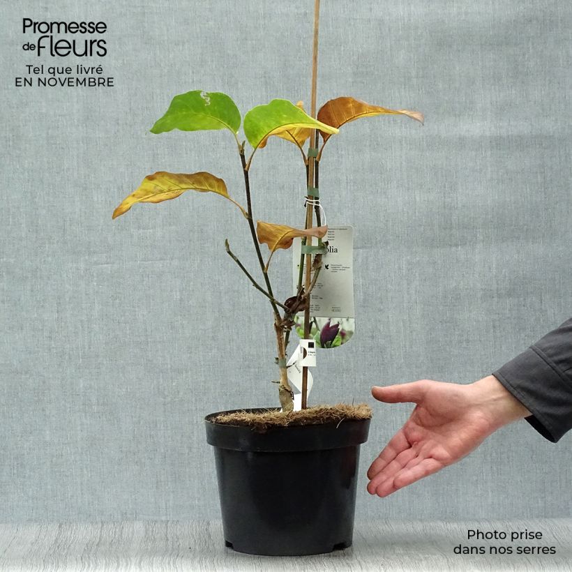 Example of Magnolia brooklynensis Black Beauty - Magnolie Topf mit 2L/3L as you get in automne