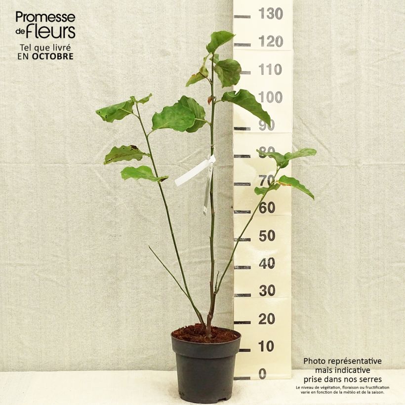 Example of Magnolia brooklynensis Black Beauty - Magnolie Topf mit 6L/7L as you get in automne
