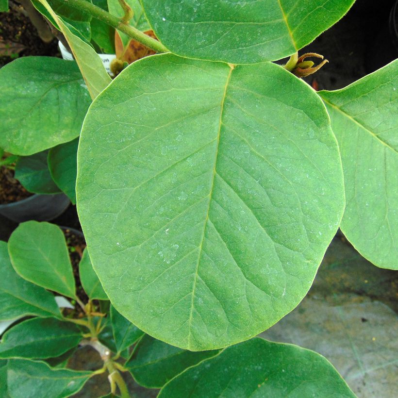 Magnolia Black Tulip - Magnolie (Foliage)