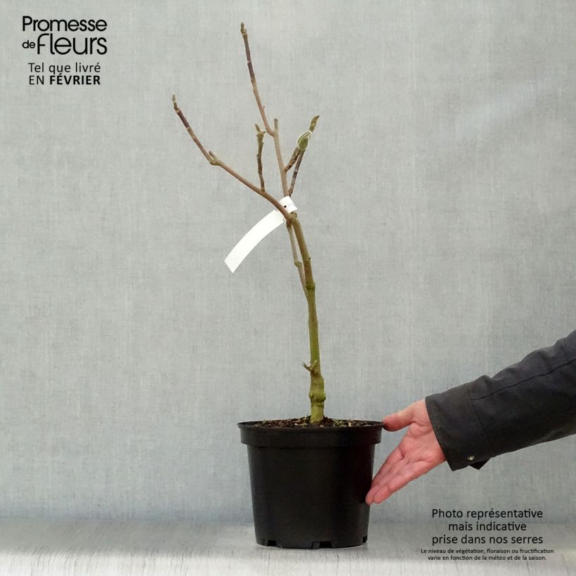 Exemplar von Magnolia Black Tulip - Magnolie Topf mit 4L/5L wie im Winter geliefert