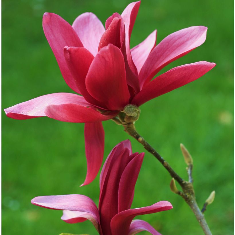 Magnolia Burgundy Star - Magnolie (Flowering)