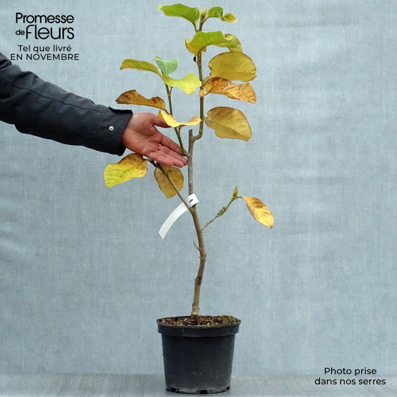 Example of Magnolia Burgundy Star - Magnolie Topf mit 4L/5L as you get in automne