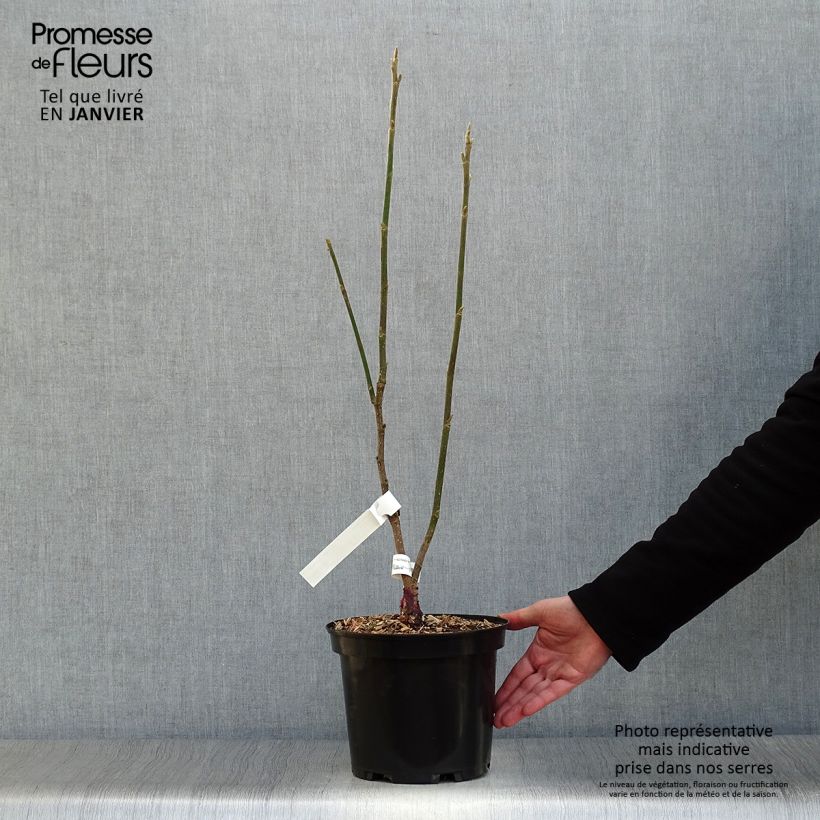 Exemplar von Magnolia Burgundy Star - Magnolie Topf mit 4L/5L wie im Winter geliefert