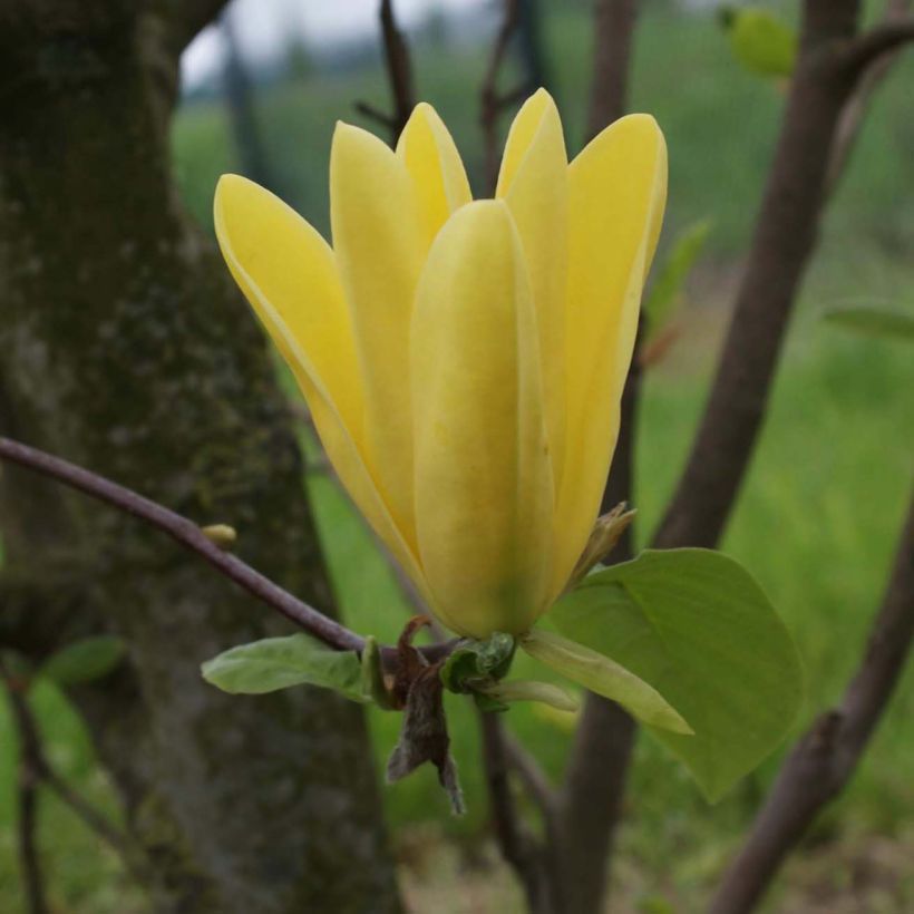 Magnolia acuminata Daphne - Gurken-Magnolie (Flowering)