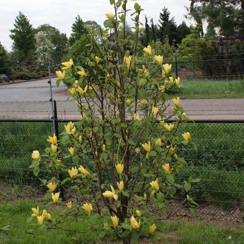 Magnolia acuminata Daphne - Gurken-Magnolie (Plant habit)