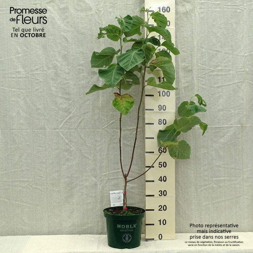 Example of Magnolia acuminata Daphne - Gurken-Magnolie Topf mit 4L/5L as you get in automne