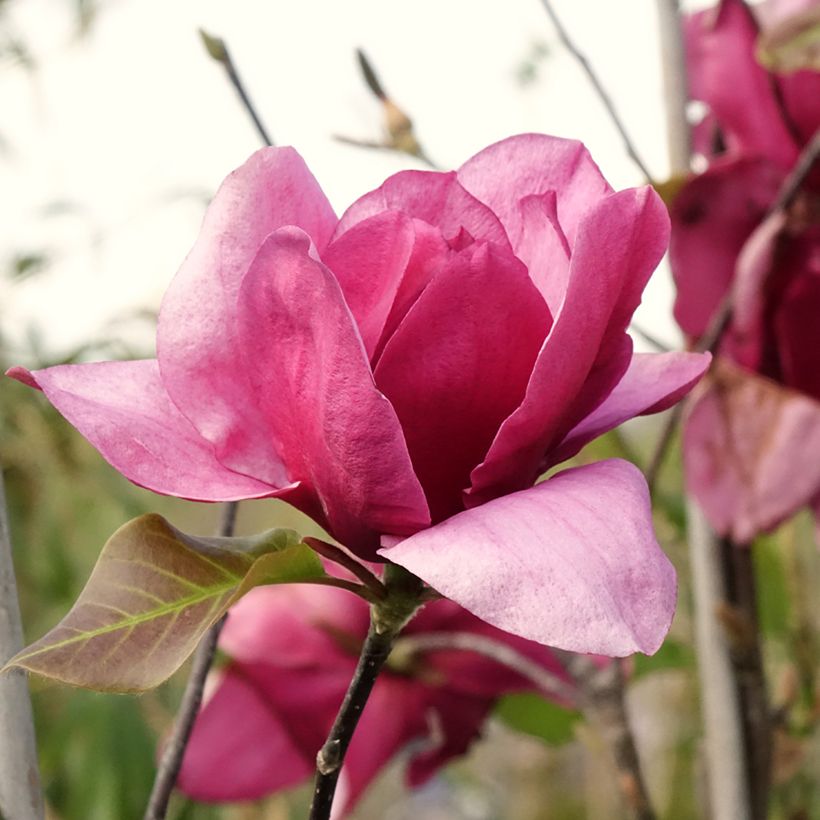 Magnolia soulangeana Emperor - Tulpen-Magnolie (Flowering)