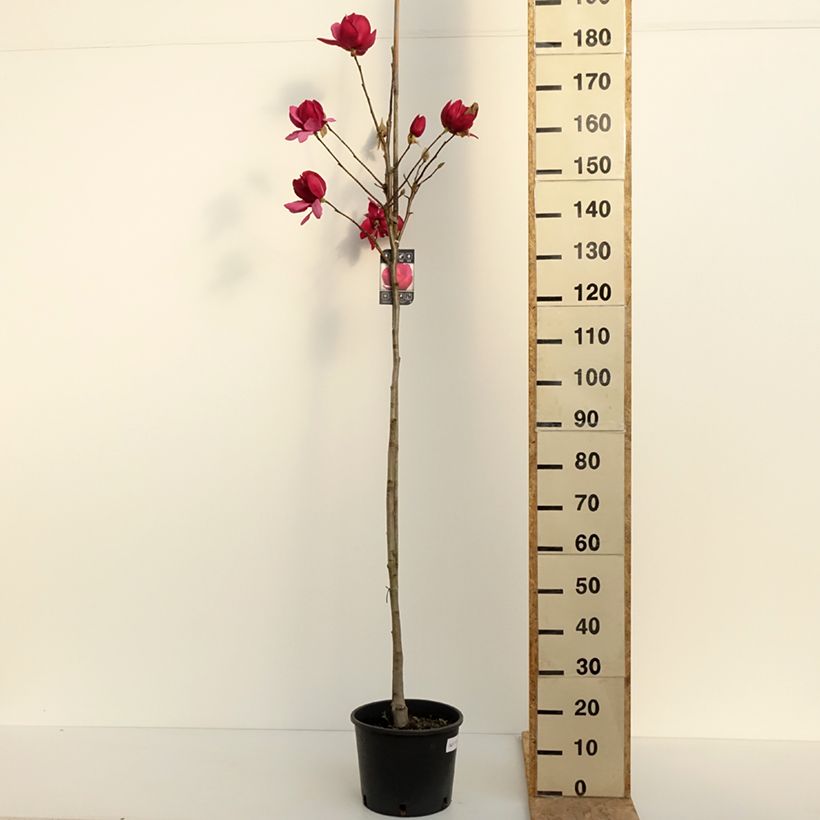 Exemplar von Magnolia soulangeana Emperor - Tulpen-Magnolie Topf mit 7,5L/10L wie im Frühjahr geliefert