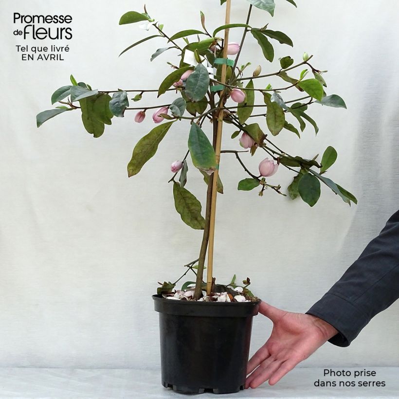 Exemplar von Magnolia 'Fairy Blush' - Magnolie Topf mit 4L/5L wie im Frühjahr geliefert