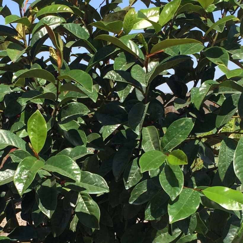 Magnolia Fairy Cream - Magnolie (Foliage)