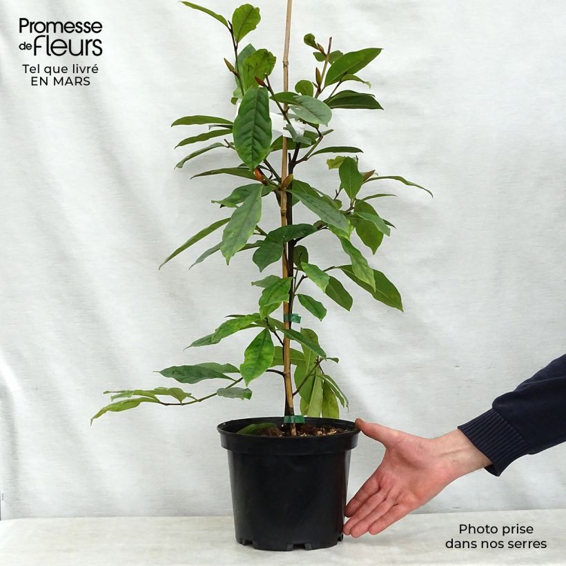 Exemplar von Magnolia Fairy Cream - Magnolie Topf mit 3L/4L wie im Frühjahr geliefert