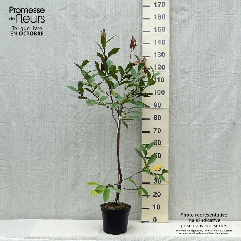 Example of Magnolia Fairy Cream - Magnolie Topf mit 3L/4L as you get in automne