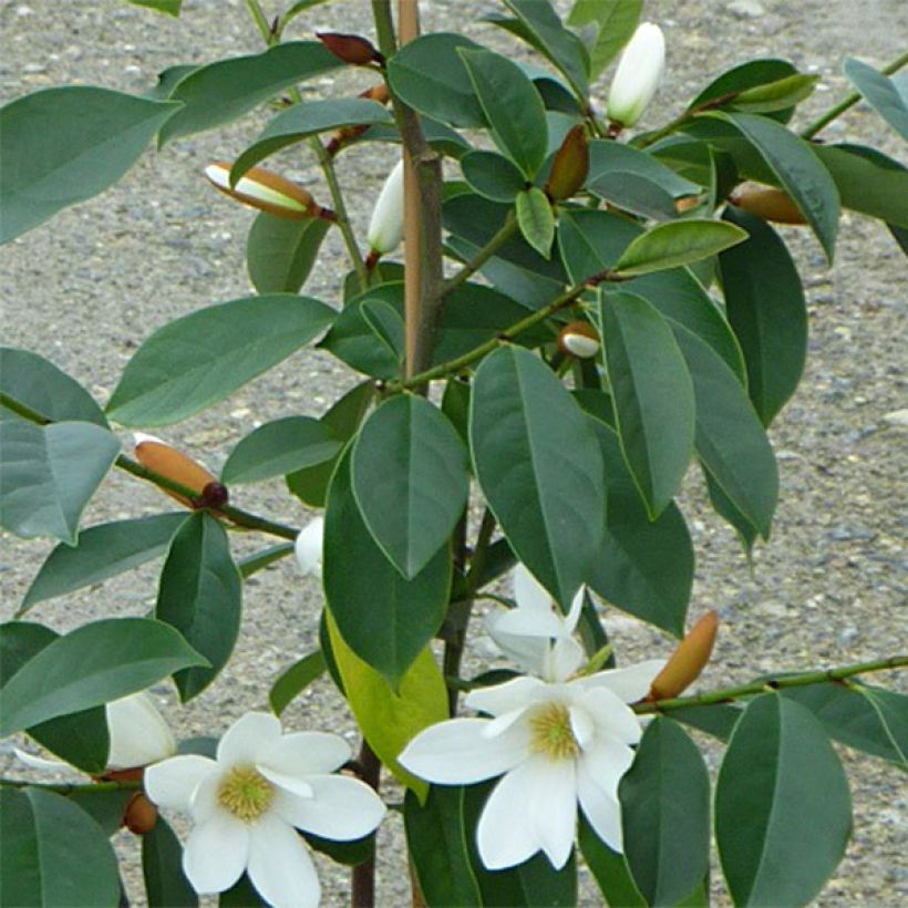 Magnolia doltsopa Fairy White - Magnolie (Foliage)