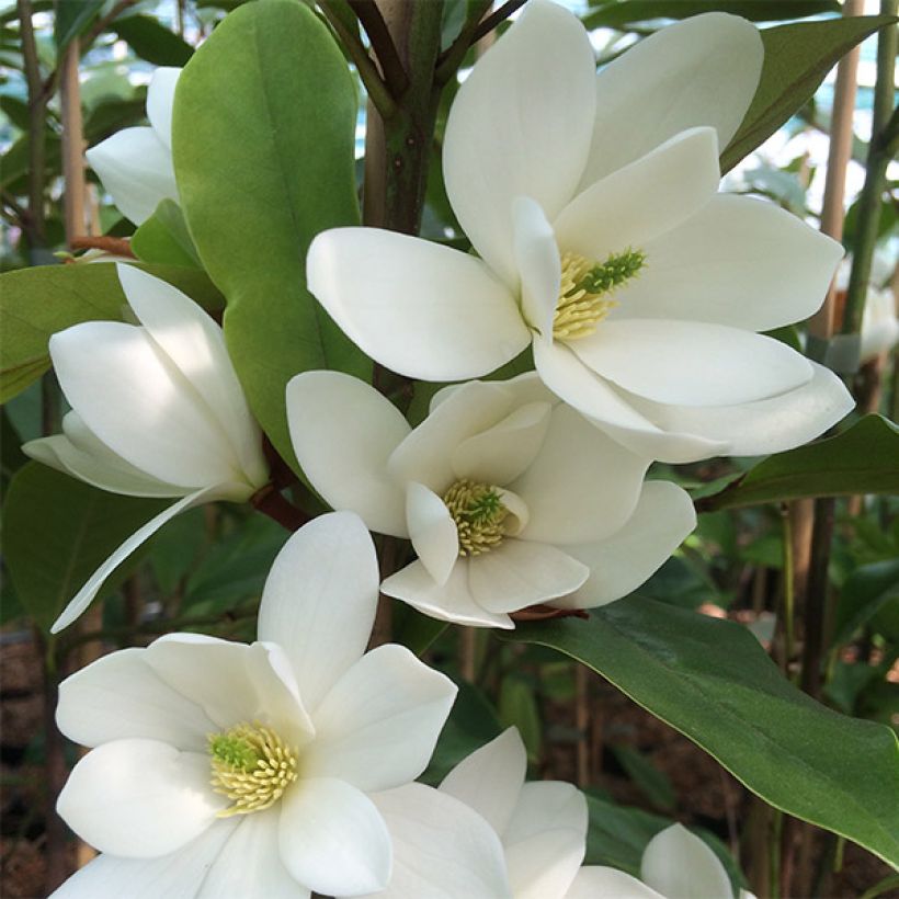 Magnolia doltsopa Fairy White - Magnolie (Flowering)
