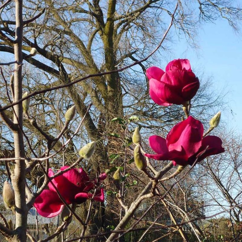 Magnolia Felix Jury - Magnolie (Flowering)