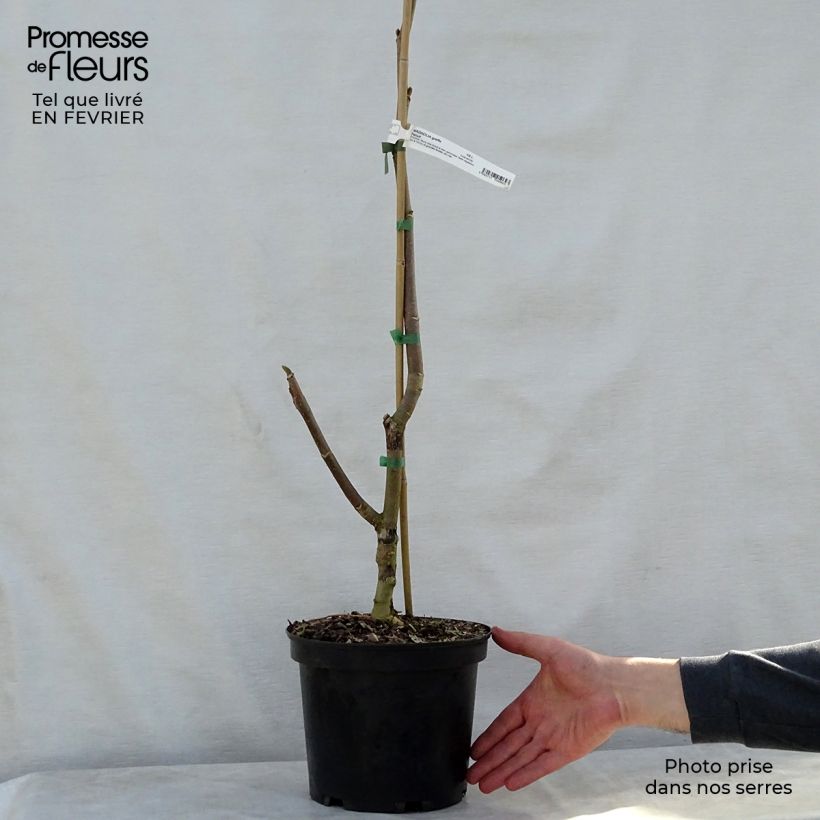 Exemplar von Magnolia Felix Jury - Magnolie Topf mit 4L/5L wie im Winter geliefert