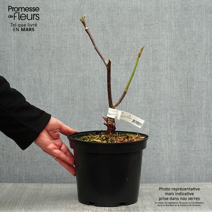 Exemplar von Magnolia Felix Jury - Magnolie Topf mit 4L/5L wie im Frühjahr geliefert