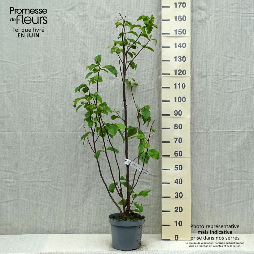 Exemplar von Magnolia Galaxy - Magnolie Topf mit 4L/5L wie im Frühjahr geliefert