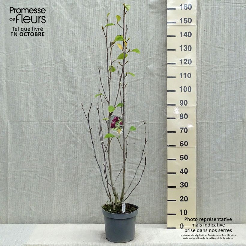 Example of Magnolia Genie - Magnolie Topf mit 4L/5L as you get in automne